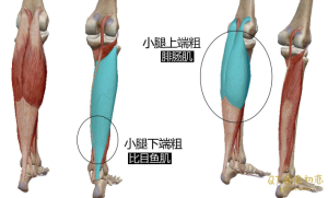 细直小腿方案，让你从认知上掌握让腿变得细直的方法！-金色初恋