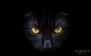 黑猫染色体终身制M3系统私教内部课程-金色初恋